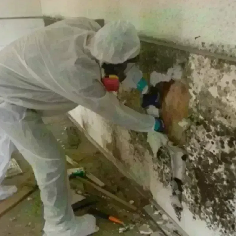 Mold Remediation and Removal in Cresco, IA